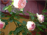 683db556-Picture 247.jpg